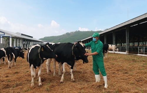 Vinamilk nhập hơn 2.100 bò sữa HF thuần chủng từ Mỹ